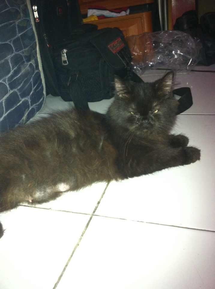 Kucing Persia Hitam.. Muraaahhh gaannnn