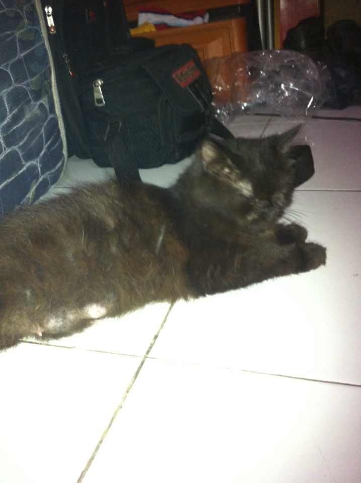 Kucing Persia Hitam.. Muraaahhh gaannnn