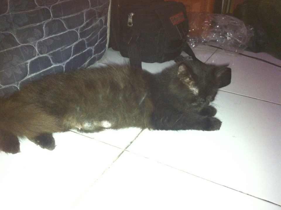 Kucing Persia Hitam.. Muraaahhh gaannnn