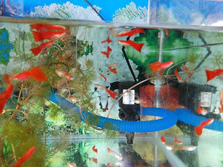 Indukan Guppy Super Red kualitas unggul