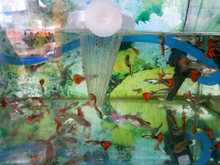 Indukan Guppy Super Red kualitas unggul