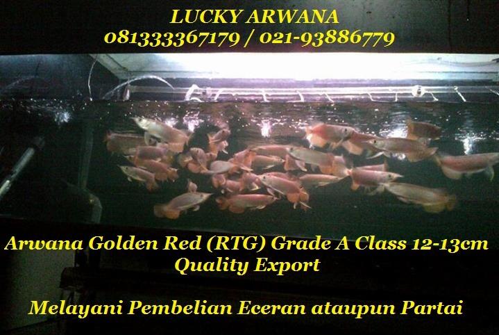 ARWANA GOLDEN RED (RTG) 12-13CM GRADE A CLASS INCLUDE SERTIFIKAT & CHIP