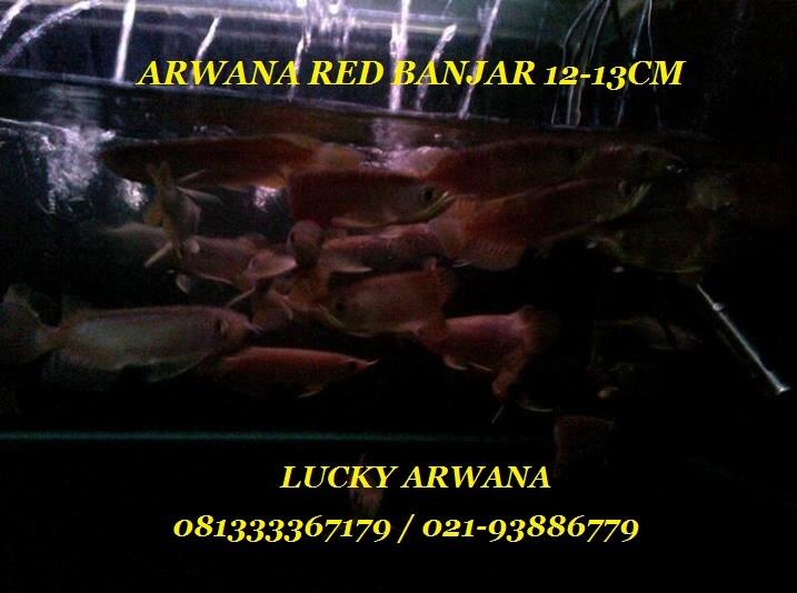 ARWANA RED BANJAR UKURAN 12-13CM NON SERTIFIKAT & CHIP