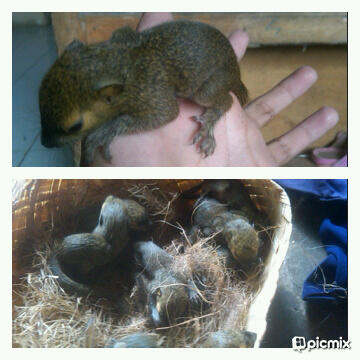 di jual tupai buah jinak
