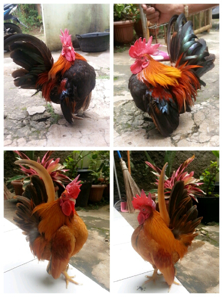 Jual Ayam Serama Jantan, body baguss
