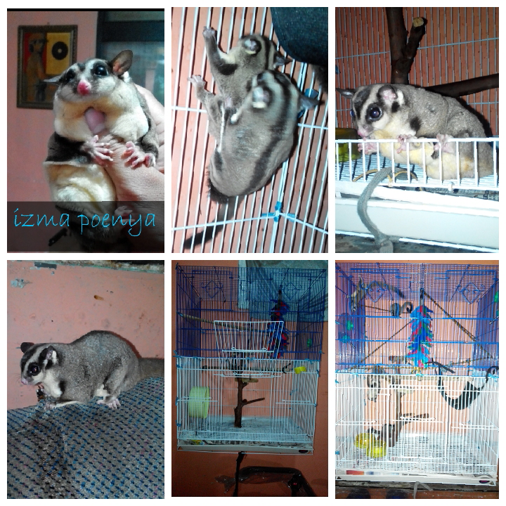 Jual Sugar Glider Obes. Bandung