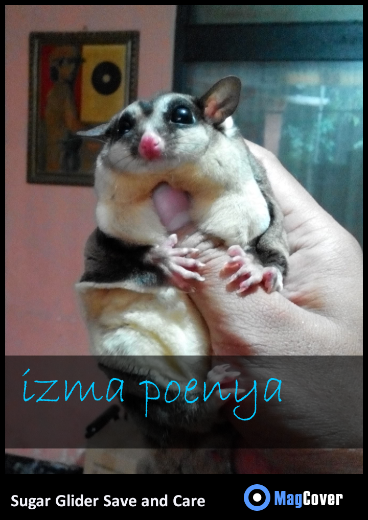 Jual Sugar Glider Obes. Bandung