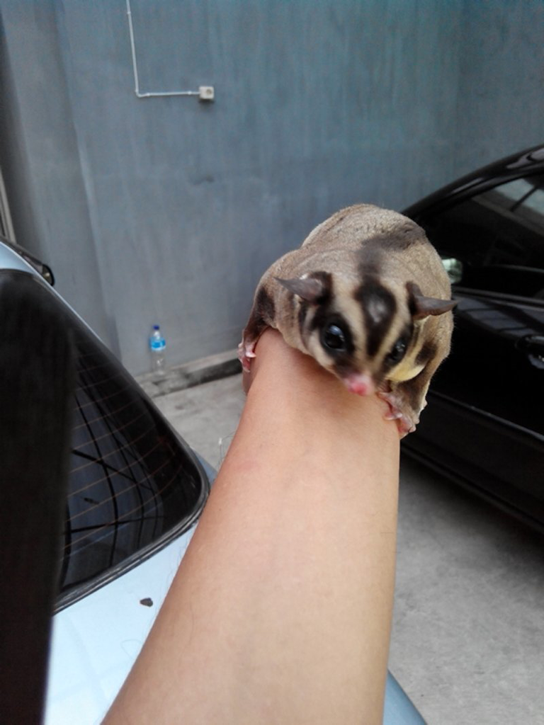 Jual Sugar Glider Obes. Bandung