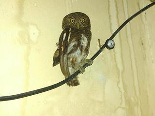 Burung Hantu Javan Owlet dan Chick CG jambul