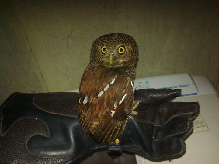 Burung Hantu Javan Owlet dan Chick CG jambul