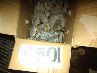 Burung Hantu Javan Owlet dan Chick CG jambul