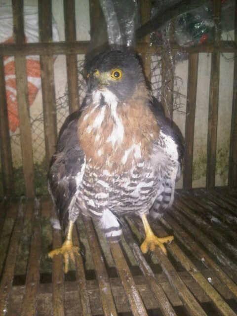 Burung Hantu Javan Owlet dan Chick CG jambul