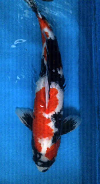 showa 60cm