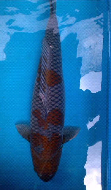 ochiba female 65cm