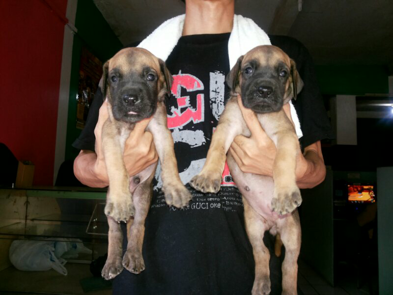 jual great dane puppies