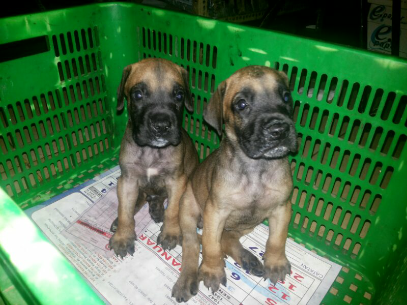 jual great dane puppies