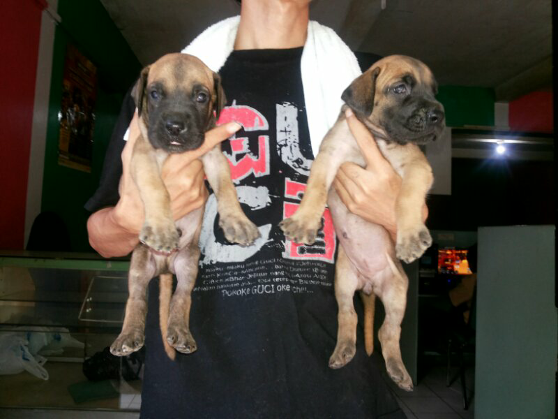 jual great dane puppies