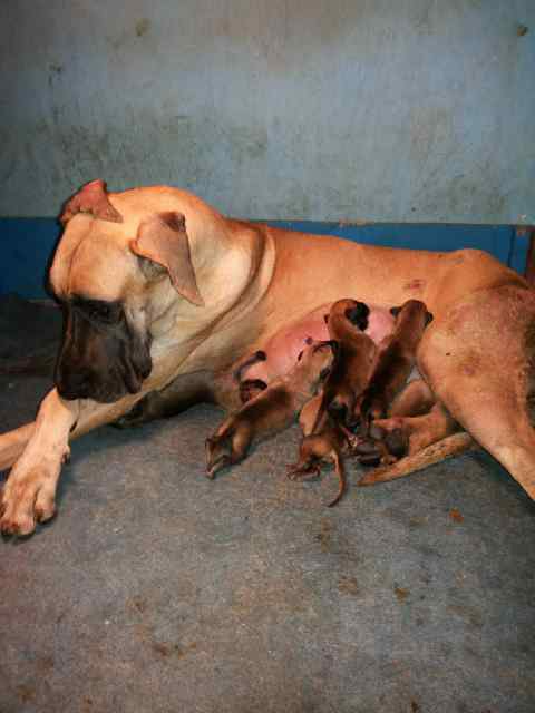 jual great dane puppies