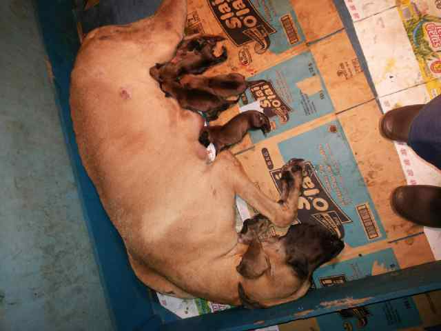 jual great dane puppies