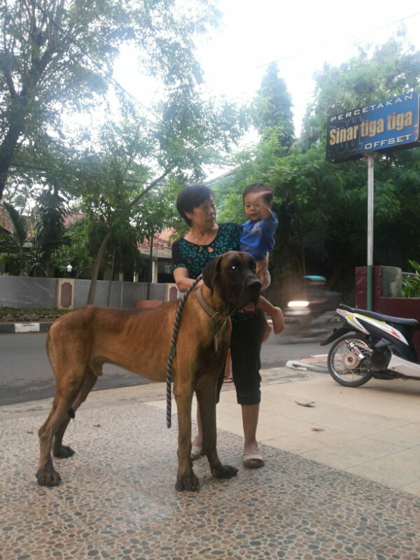 jual great dane puppies