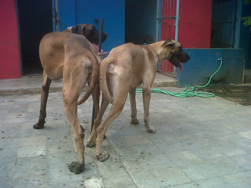 jual great dane puppies