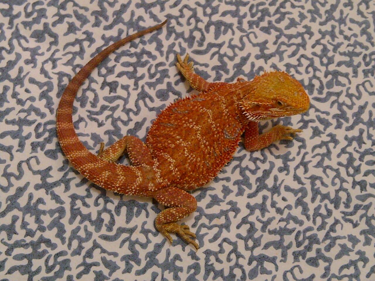 Dijual sepasang Bearded Dragon Super Red Grade A mmuuaanttaapp
