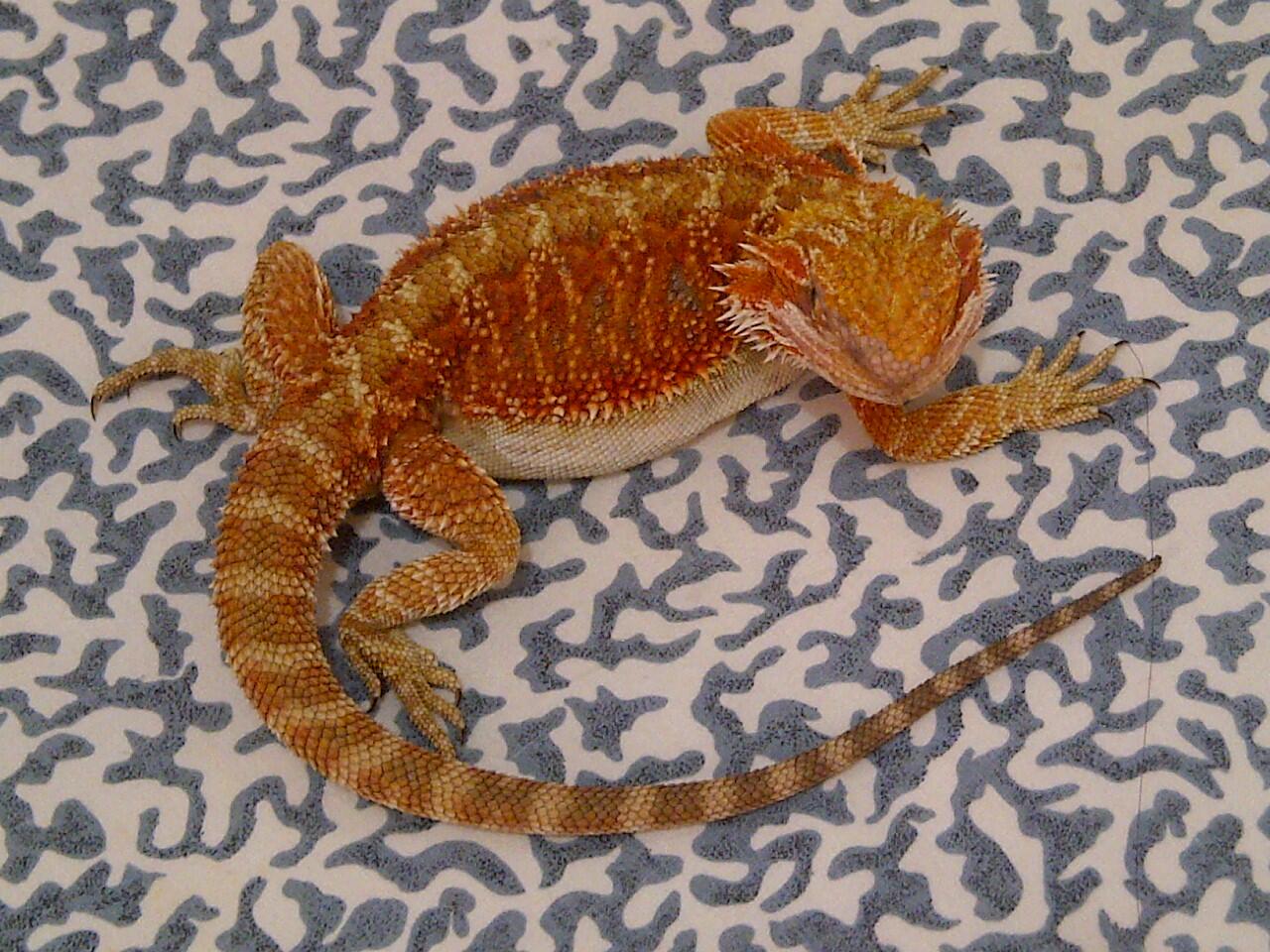 Dijual sepasang Bearded Dragon Super Red Grade A mmuuaanttaapp