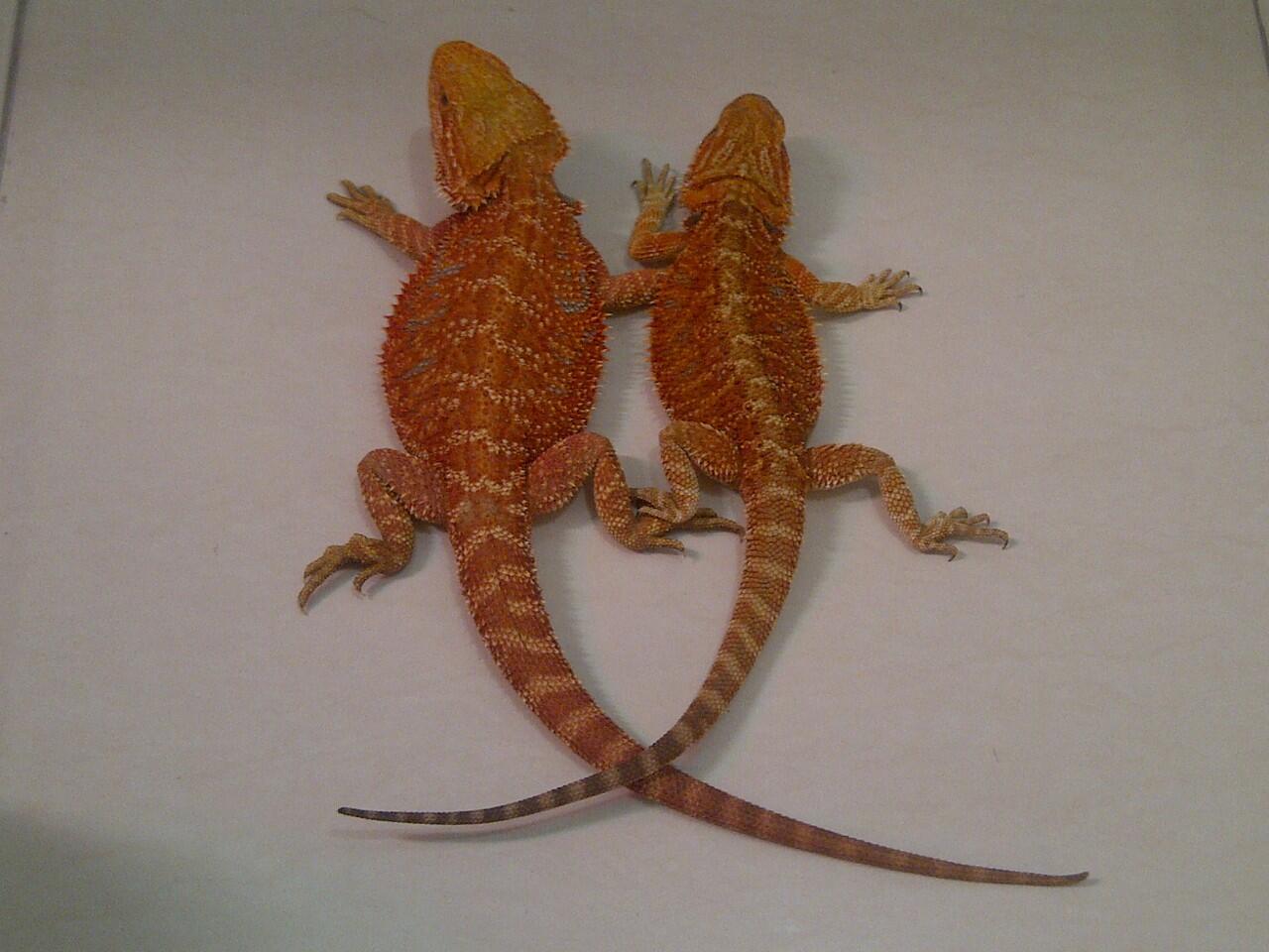 Dijual sepasang Bearded Dragon Super Red Grade A mmuuaanttaapp