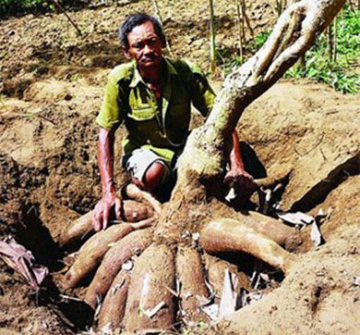 Penemuan - Penemuan Dari Indonesia Yang Terkenal Di Dunia