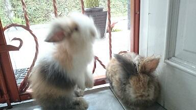 Kelinci Anggora Betina + Fuzzy Lop Jantan