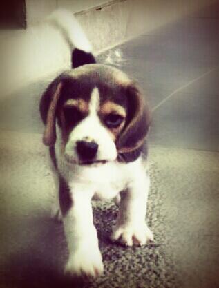 Dijual 5 anak beagle ganteng n cantik B)