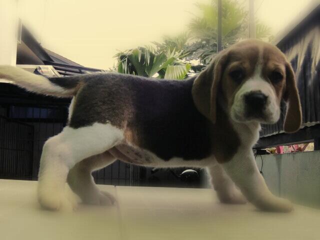 Dijual 5 anak beagle ganteng n cantik B)
