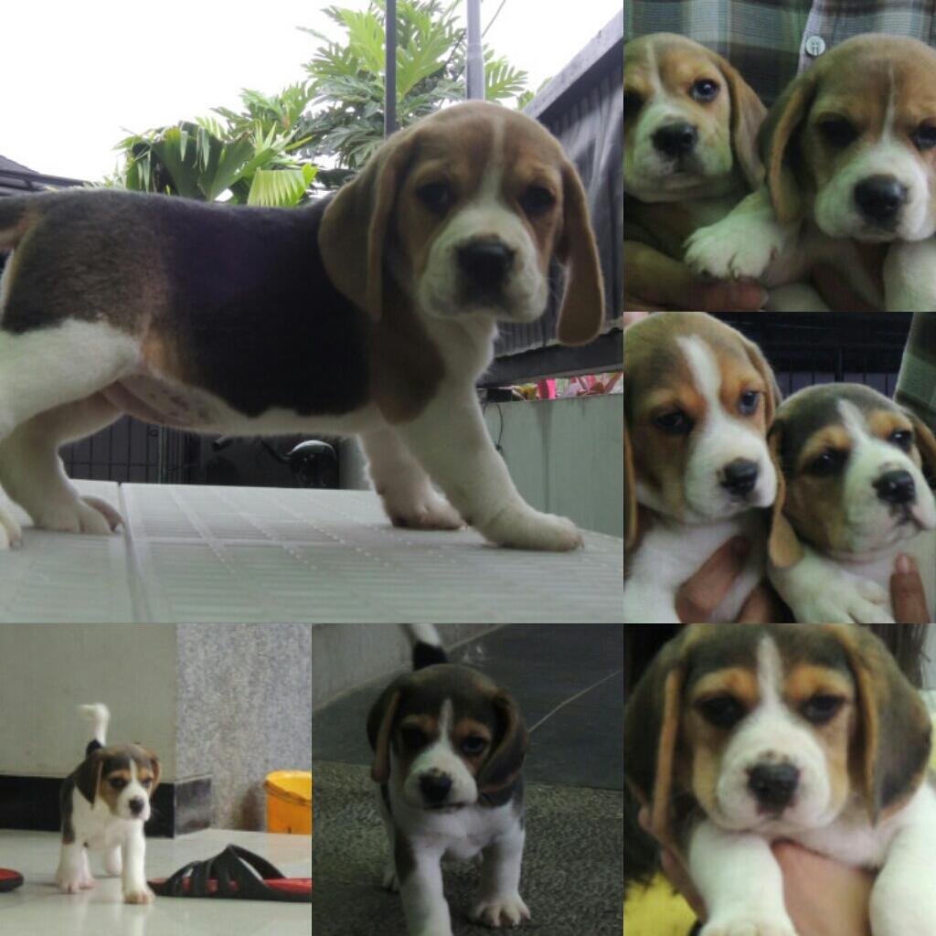 Dijual 5 anak beagle ganteng n cantik B)