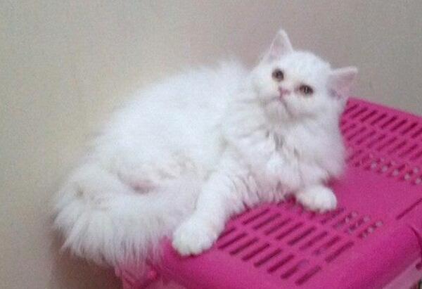 Kucing persia Kitten Flatnose Betina & Jantan 3Bln Bandung