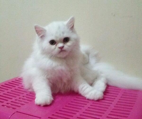 Kucing persia Kitten Flatnose Betina & Jantan 3Bln Bandung