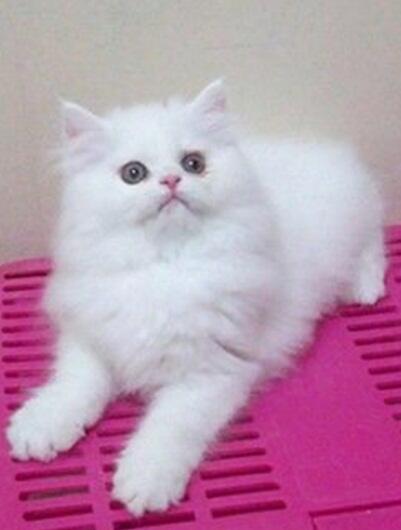 Kucing persia Kitten Flatnose Betina & Jantan 3Bln Bandung