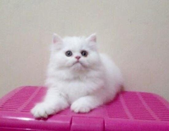 Kucing persia Kitten Flatnose Betina & Jantan 3Bln Bandung