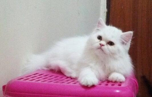Kucing persia Kitten Flatnose Betina & Jantan 3Bln Bandung