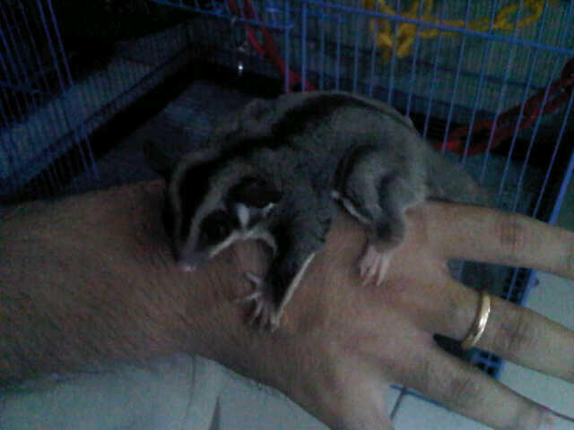 sugar glider ternakan sendiri