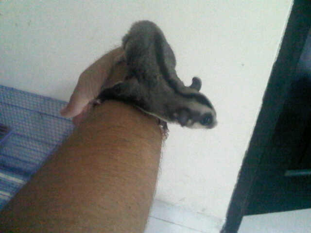 sugar glider ternakan sendiri