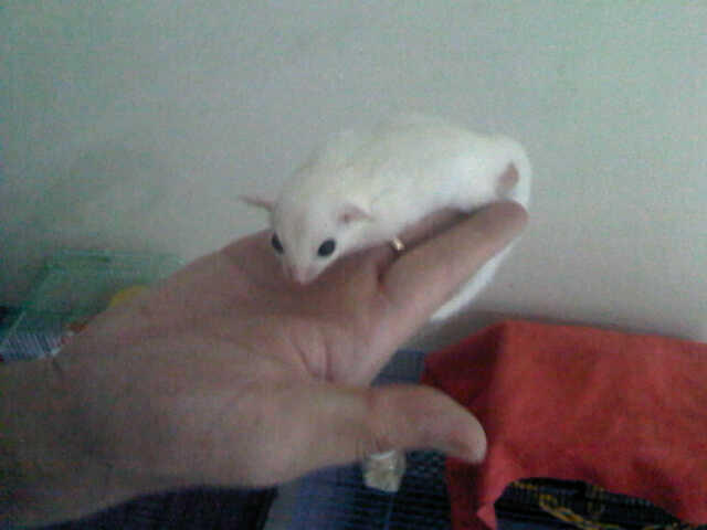 sugar glider ternakan sendiri