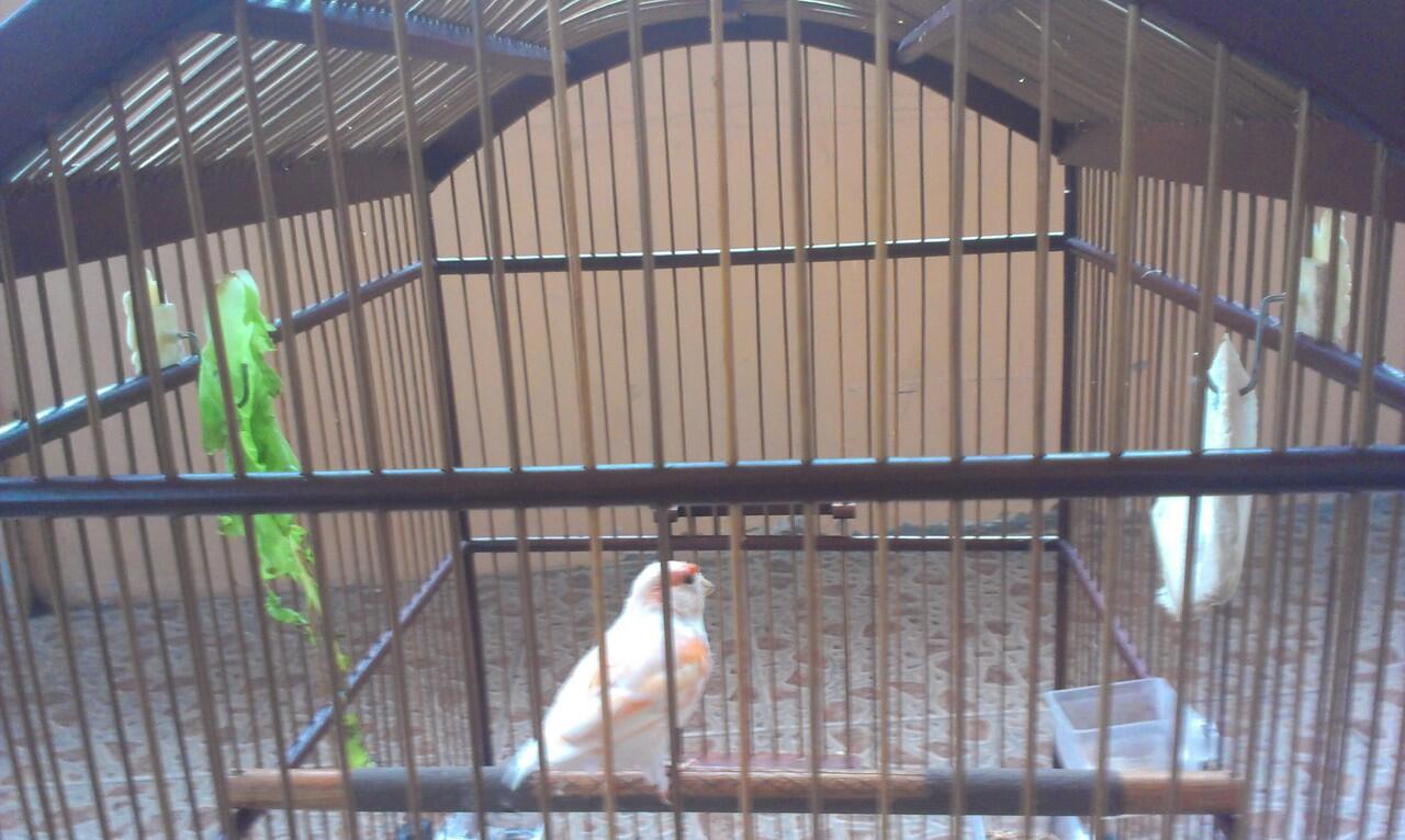 Kenari BETINA Red Mozaik RING 2011