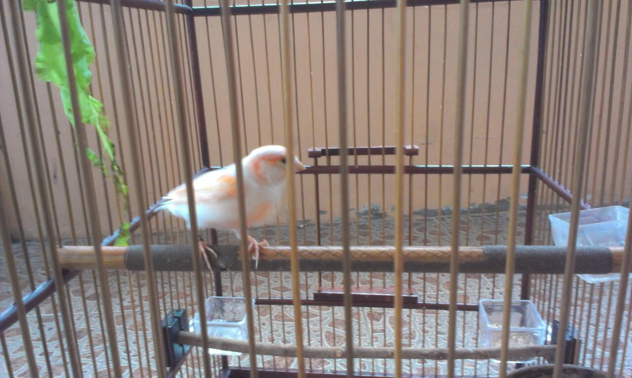 Kenari BETINA Red Mozaik RING 2011