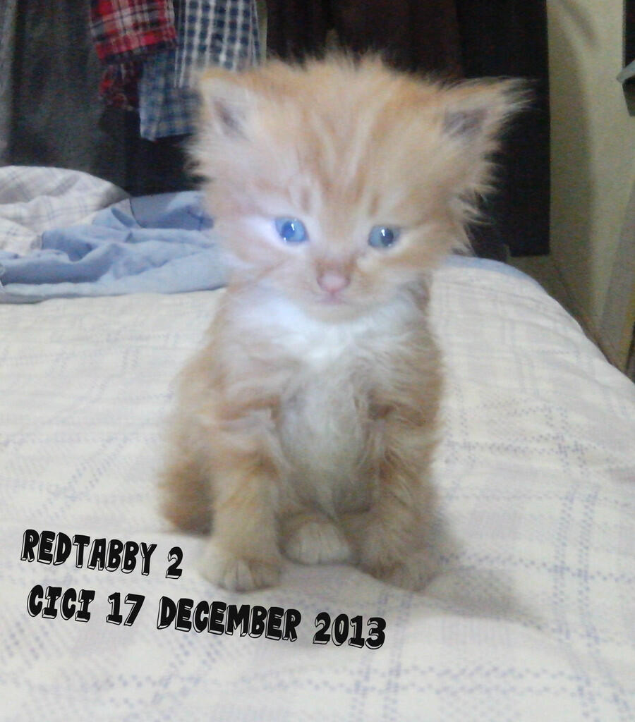 kitten persia medium jantan & betina