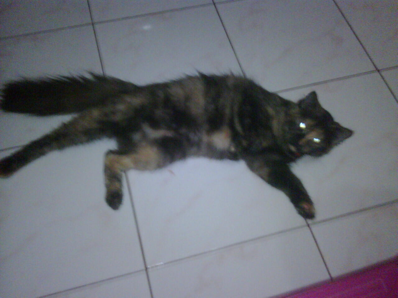JUAL KUCING ANGGORA