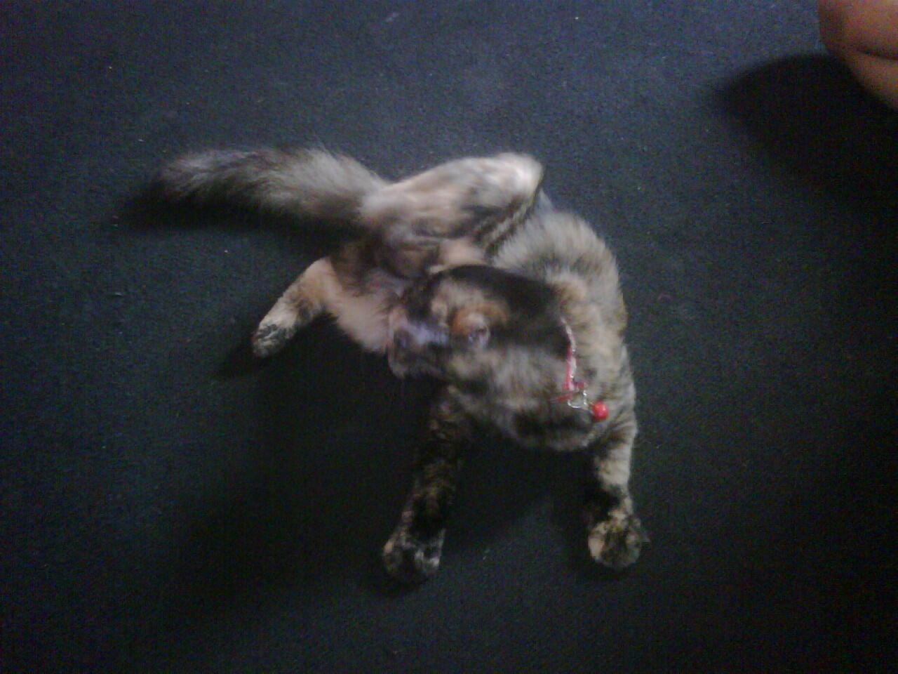 JUAL KUCING ANGGORA