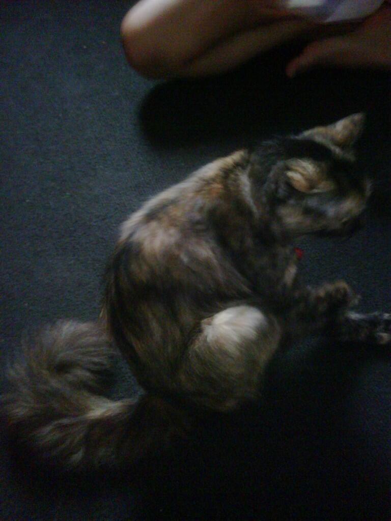 JUAL KUCING ANGGORA