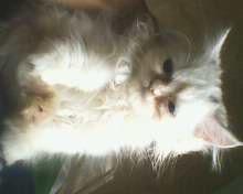 kitten persia mantep brow...!!! mampir dlu