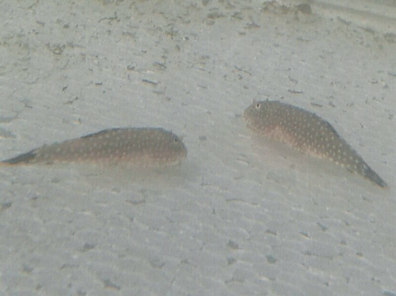 ikan aquascape borneo sucker