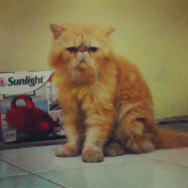 JASA PACAK PERSIA PEAKNOSE EXTREAM
